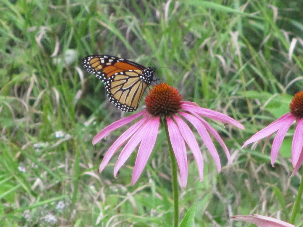 Photograph of a late summer moment.