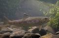 Salmo_trutta_rf1238