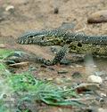 Varanus_niloticus_db6933