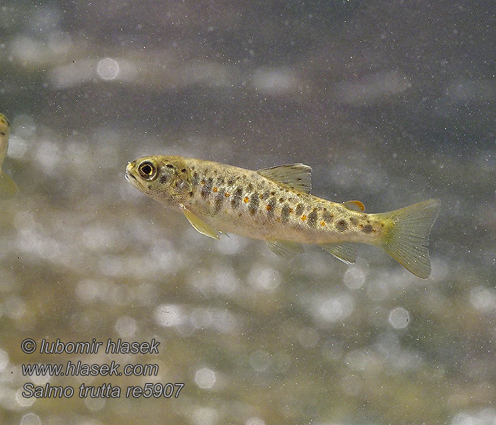 Salmo trutta