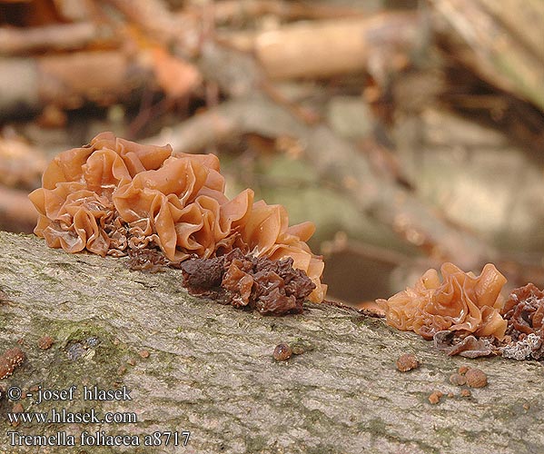 Tremella foliacea a8717