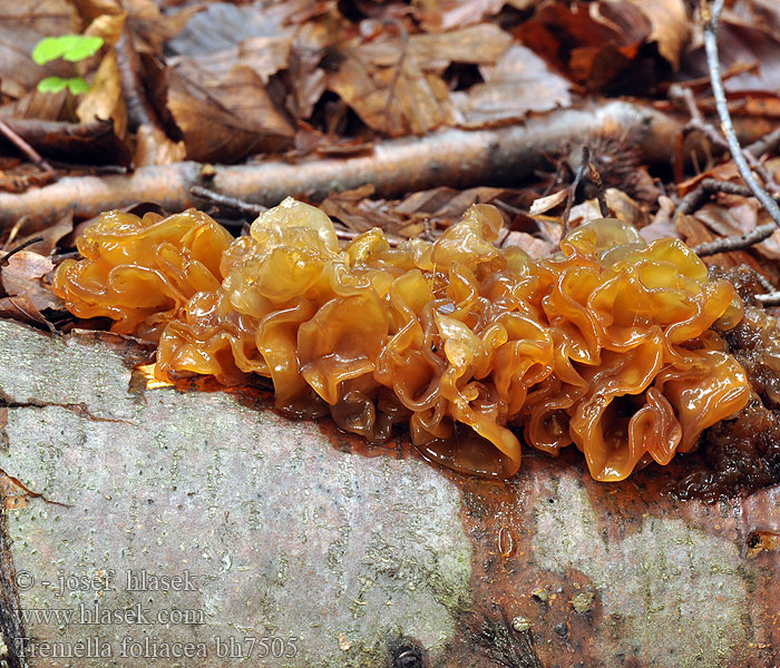 Tremella foliacea bh7505