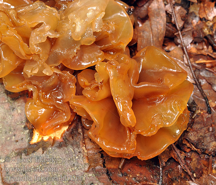 Tremella foliacea bh7506