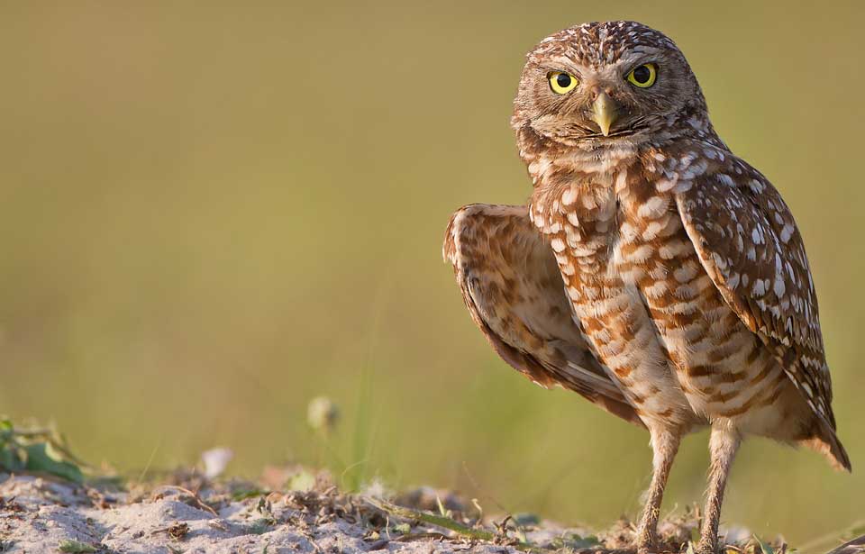 Burrowing Owl