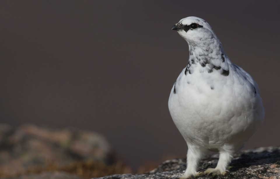 Rock Ptarmigan