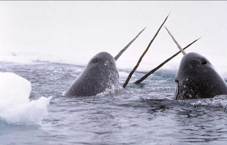 Narwhal