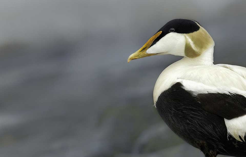 L'Eider à duvet