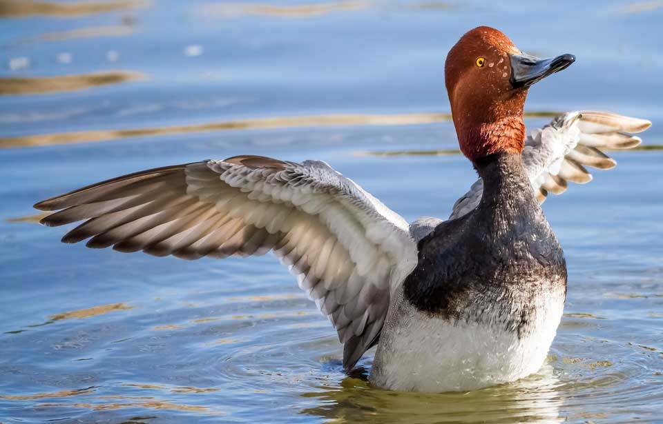 Le Fuligule à tête rouge