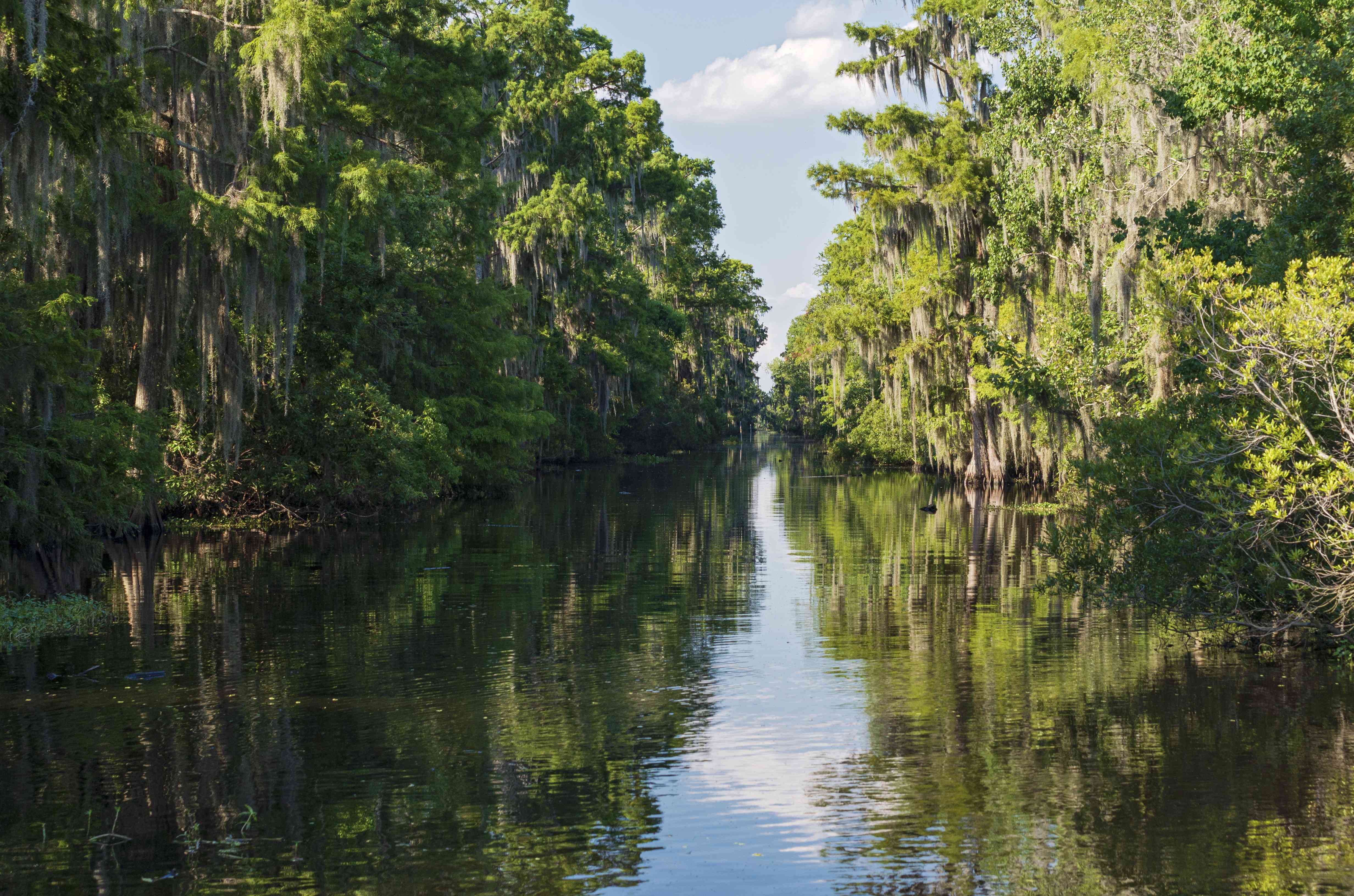 Bayou of Mississippi river delta region in Jean Lafitte National Park near New Orleans, Louisiana.