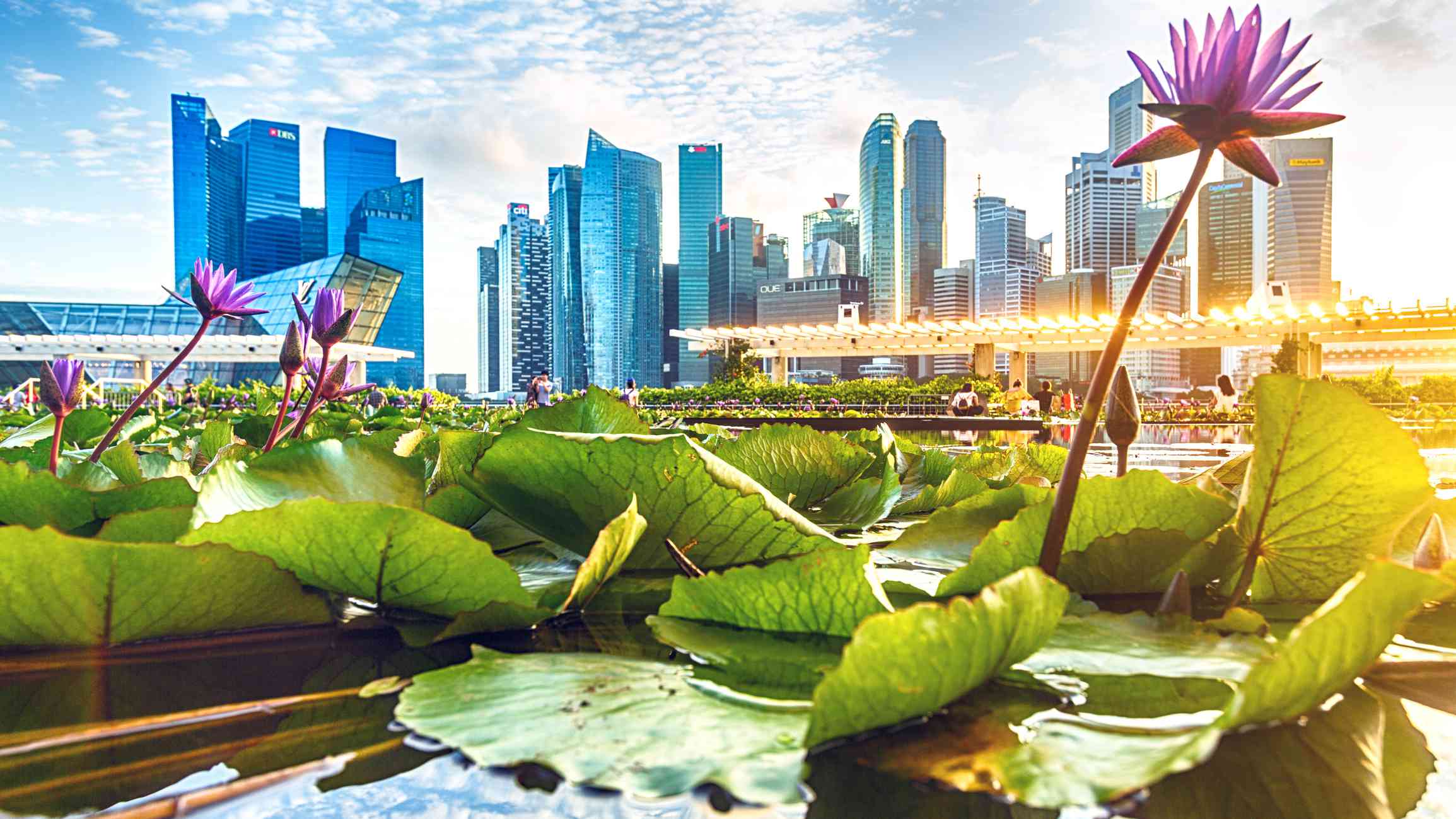 Marina Bay, with lily pond and buildings of the central business district in Singapore.