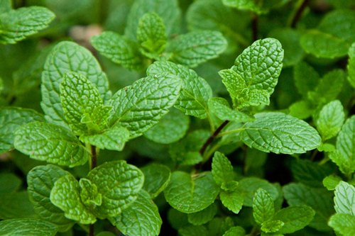 Mint Leaves