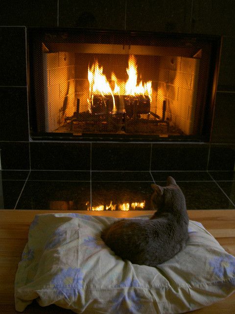 11 cats sitting by the fireplace will make you feel all warm and toasty