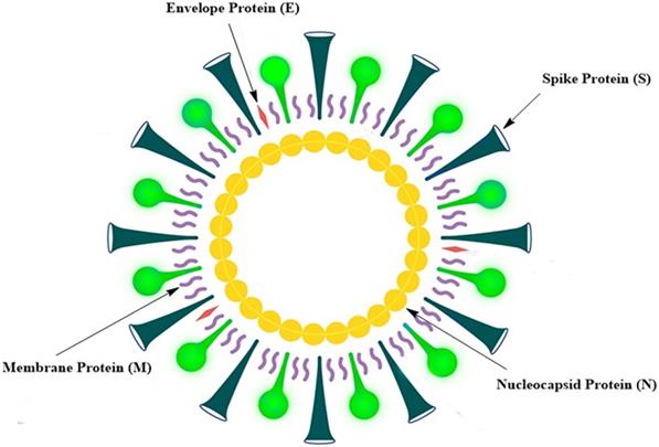 Int J Biol Sci Image