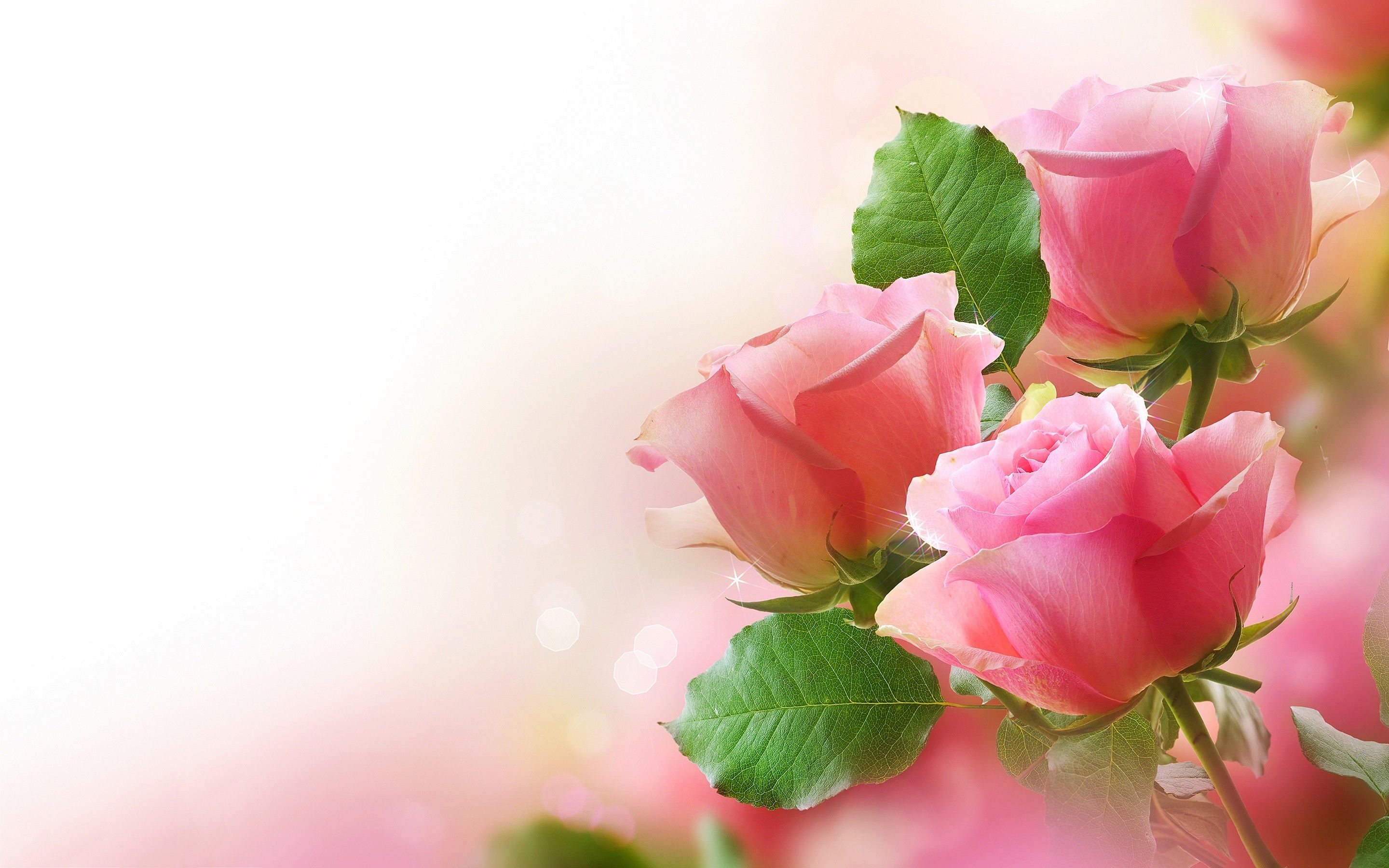 Rose Wallpaper For Desktop , HD Wallpaper & Backgrounds