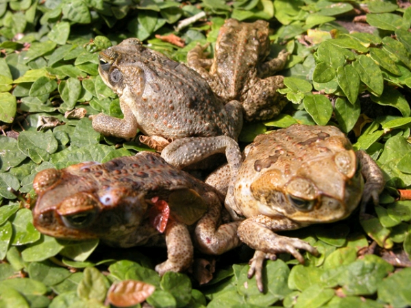 Cane Toads Eating