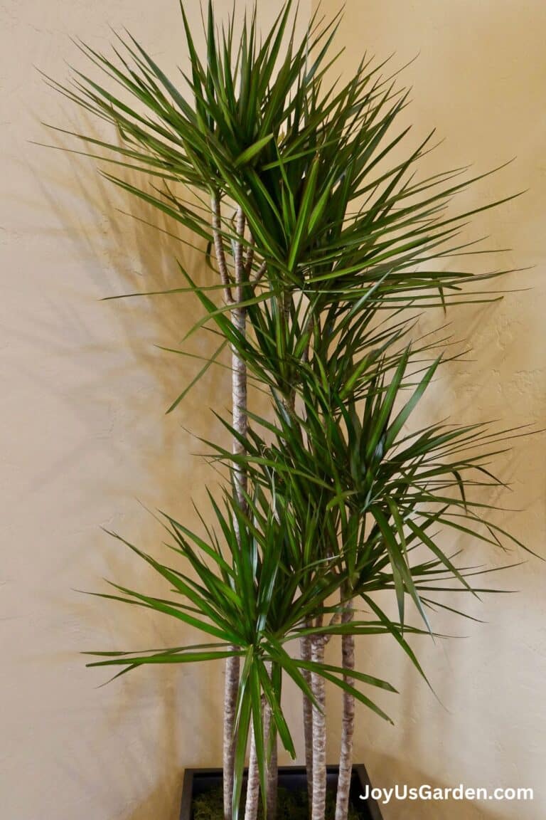 A beautiful dracaena marginata grows indoors in a black pot.