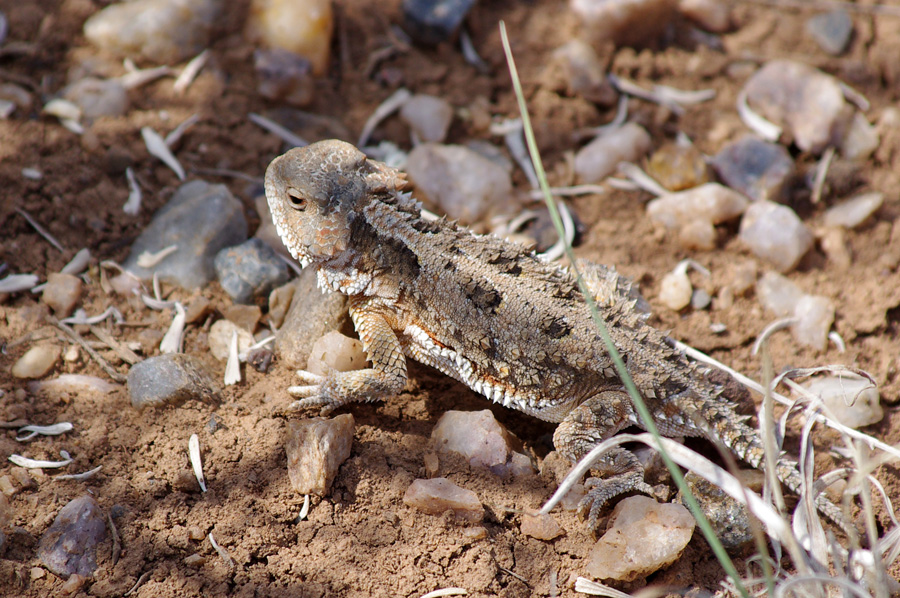 horned toad close-up