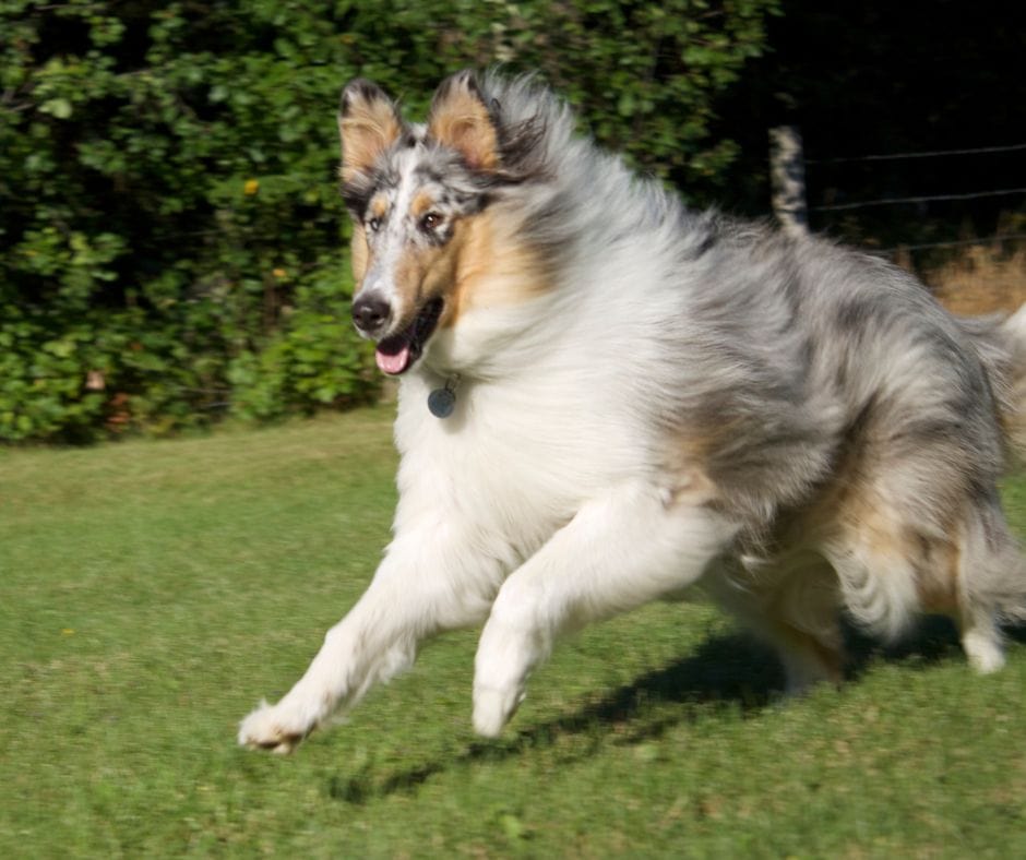 blue merle collie