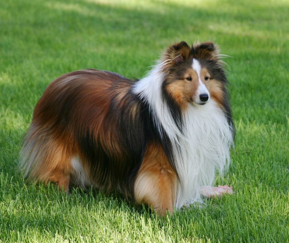 sable Shetland sheepdog