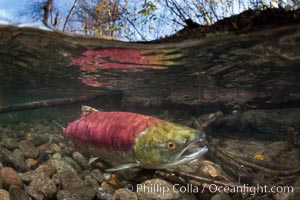 A sockeye salmon swims in the shallows of the Adams River, with the surrounding forest visible in this split-level over-under photograph, Oncorhynchus nerka, Roderick Haig-Brown Provincial Park, British Columbia, Canada