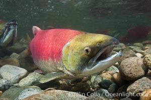 Adams River sockeye salmon.  A female sockeye salmon swims upstream in the Adams River to spawn, having traveled hundreds of miles upstream from the ocean, Oncorhynchus nerka, Roderick Haig-Brown Provincial Park, British Columbia, Canada