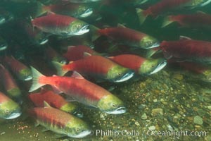 A school of sockeye salmon, swimming up the Adams River to spawn, where they will lay eggs and die, Oncorhynchus nerka, Roderick Haig-Brown Provincial Park, British Columbia, Canada