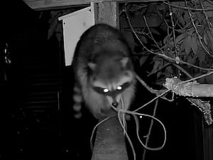 Portland raccoon untying, moving and retying rope goes viral (video)