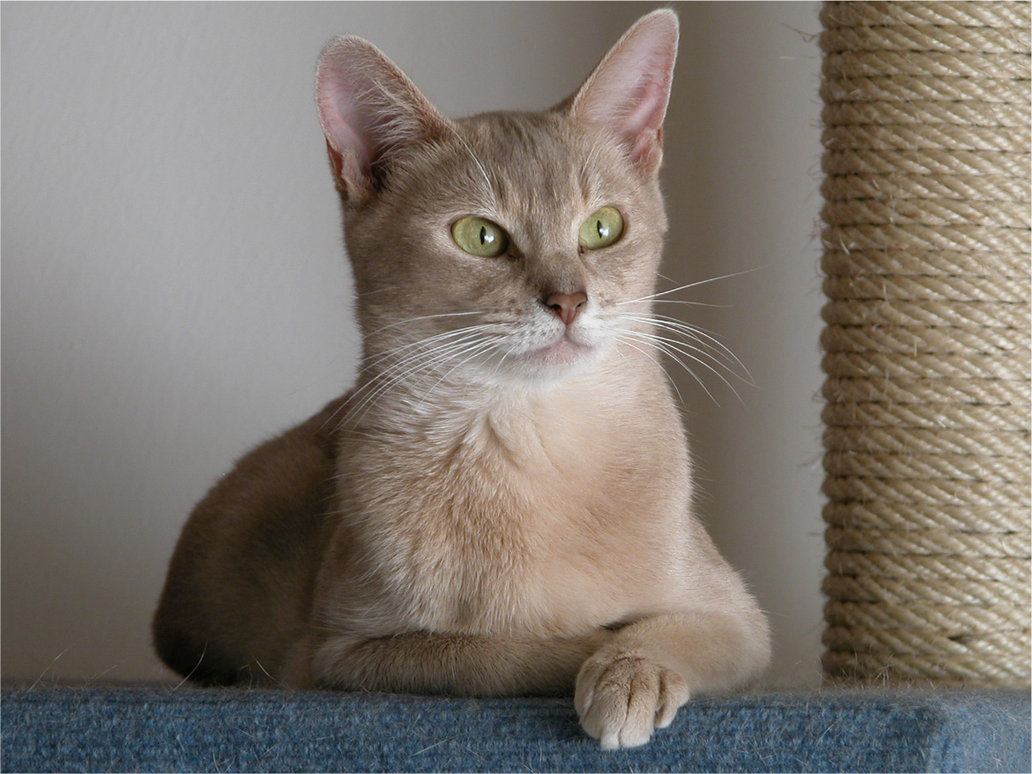 Abyssinian cat