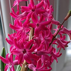 hyacinth flowers with pollen