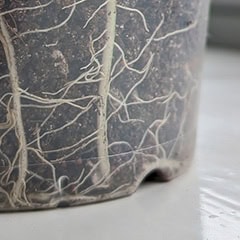 A clear pot with roots and soil visible