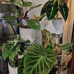 Expensive Houseplants