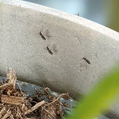 Fungus Gnats in houseplants