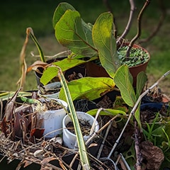 waste houseplant products in a garden