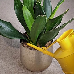 Watering a Snake Plant