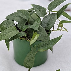 houseplant outside in the snow during winter