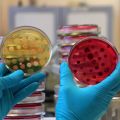 Close up of two hands wearing blue latex gloves, each holding a petri dish filled with agar with bacterial colonies growing on them. In the background are stacks of petri dishes filled with agar. 