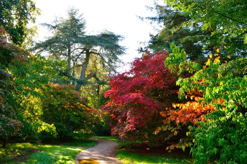 Image of the Acer glade at Harcourt Arboretum