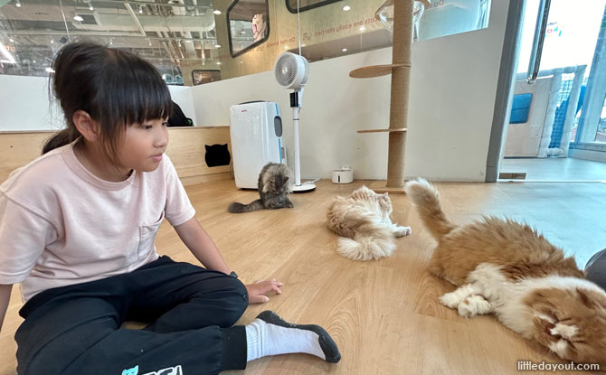 13 Cat Cafes In Singapore For The Purr-fect Hangout