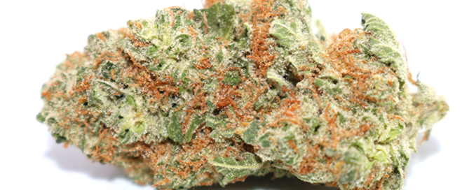 Best Tasting Marijuana Strains Tangie