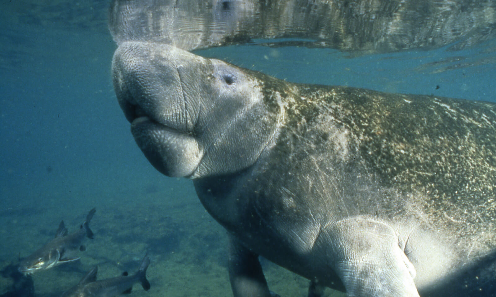 Florida manatee