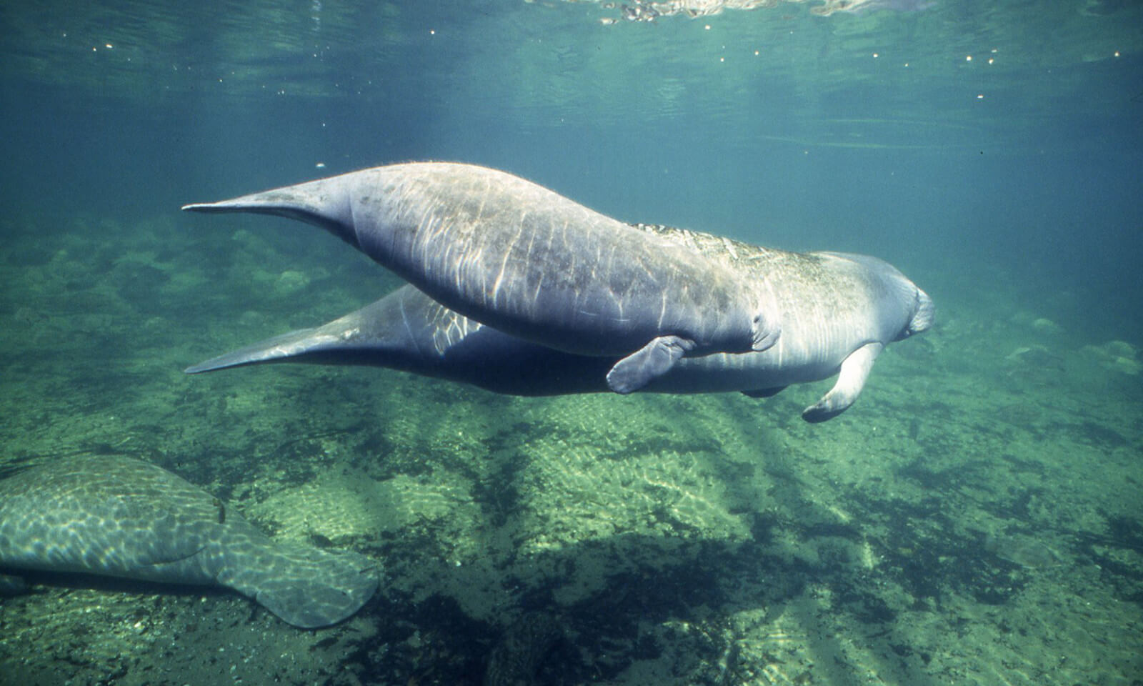 Florida manatees