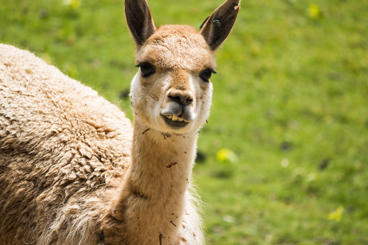 Alpaca portrait