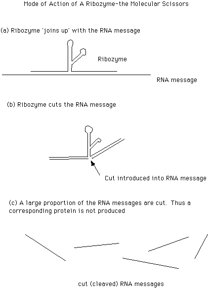 Mode of Action of a Ribozyme - the Molecular Scissors