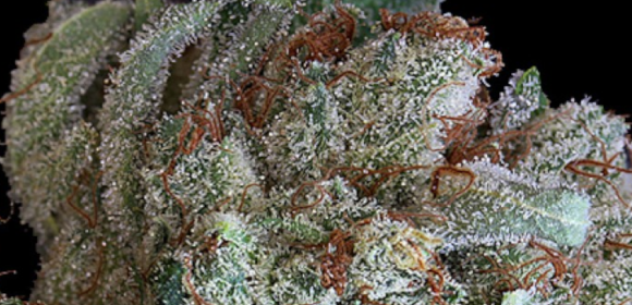 Death By Cake OG Strain Information