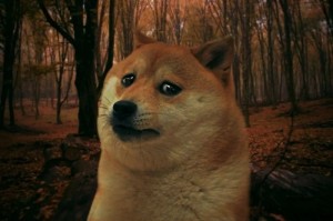 Создать мем: шиба ину doge, sad doge, doge мем