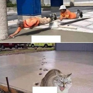 Create meme: cat humor, fun, jokes humor