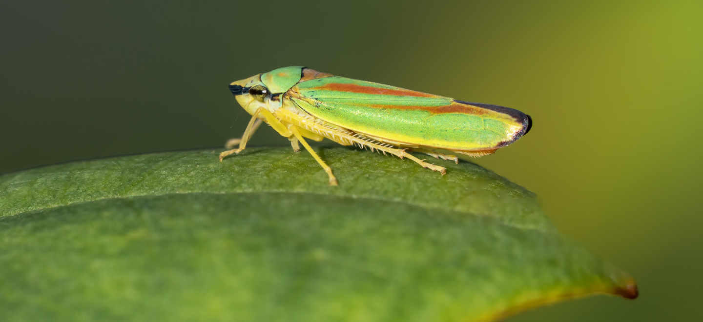 leaf hopper on leaf