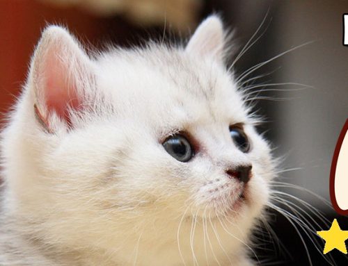 Qué debe comer una gata embarazada