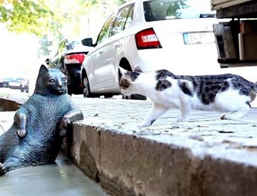 La estatua en honor al gato más “vago” de Internet