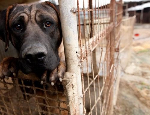 Taiwán prohibe el consumo de carne de perro y gato